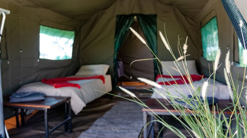 Interior of a comfortable mobile safari tent with beds, wooden tables, and green windows in Botswana.