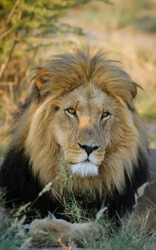 A powerful black-maned lion in the Central Kalahari, staring intently with its majestic mane and piercing eyes, surrounded by the wild African landscape.