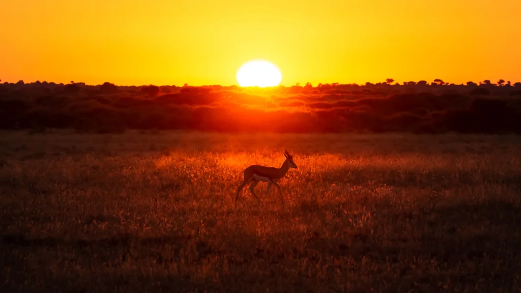 A springbok silhouetted against the fiery orange sunset of Central Kalahari, as it gracefully moves through the grasslands.