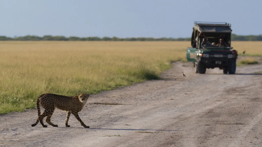 Cheetah crossing a sandy track in the Central Kalahari, Botswana, with a safari vehicle and guests observing in the background.