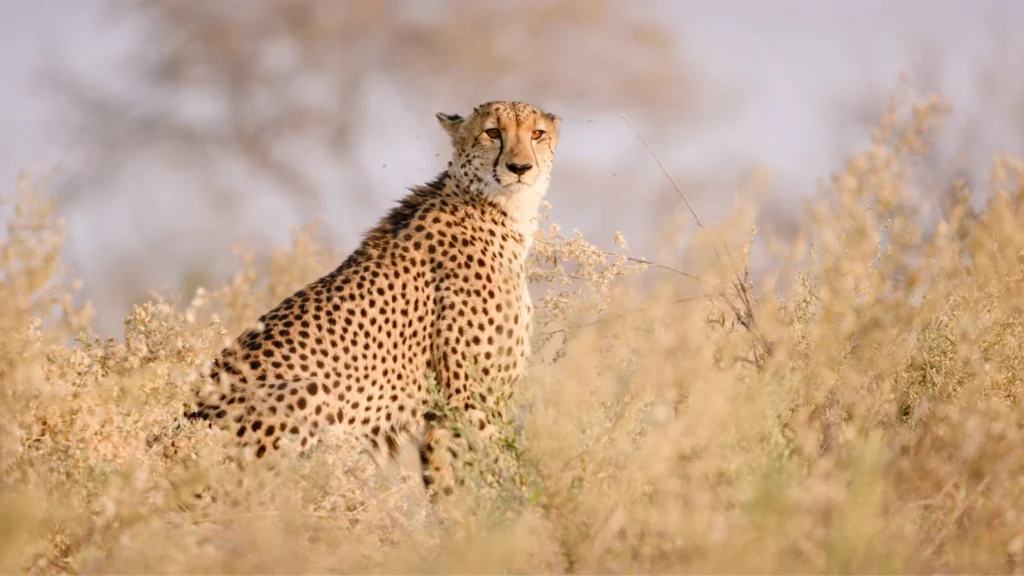 A close-up of a cheetah standing tall in the grasslands of Khwai, showcasing its distinctive spots and focused gaze.