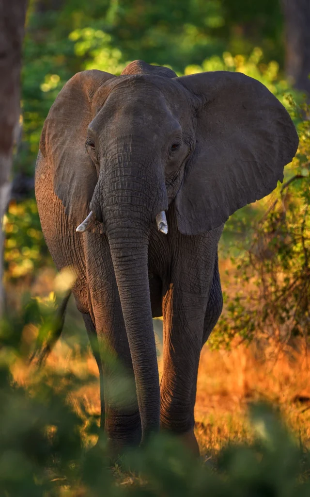 A close-up of a majestic elephant walking through the lush landscapes of Khwai, Botswana, illuminated by the golden light of sunset.