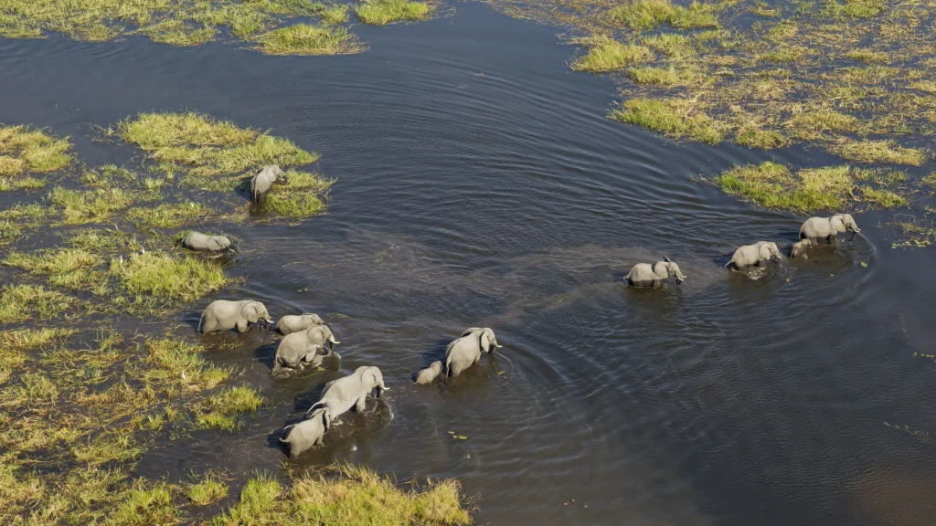 A herd of elephants wading through the Okavango Delta, grazing on the lush green vegetation amidst the winding waterways.