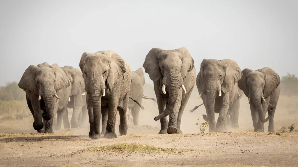 Herd of African elephants walking through the dusty plains of Savuti, Botswana, kicking up sand as they move with purpose across the open savanna.