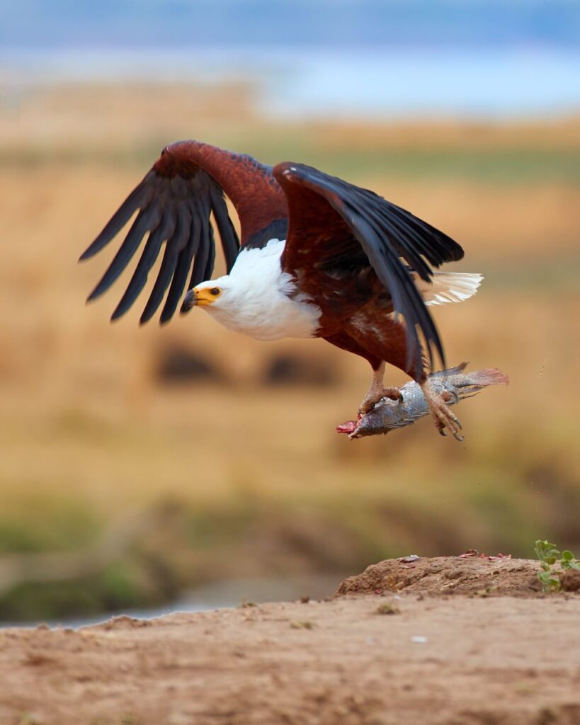 Animal action photo. African fish eagle with tilapia fish in claws, flying directly to camera above the rim of riverbank against Zambezi river flood plains in background. Mana Pools, Zimbabwe.