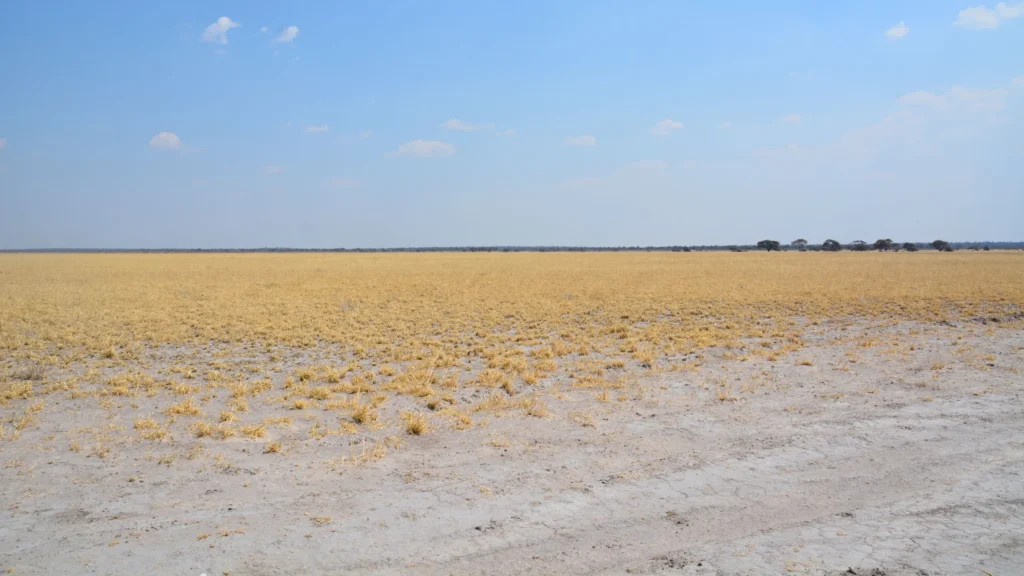 Vast dry pan landscape under clear blue skies in the Central Kalahari Game Reserve, Botswana.