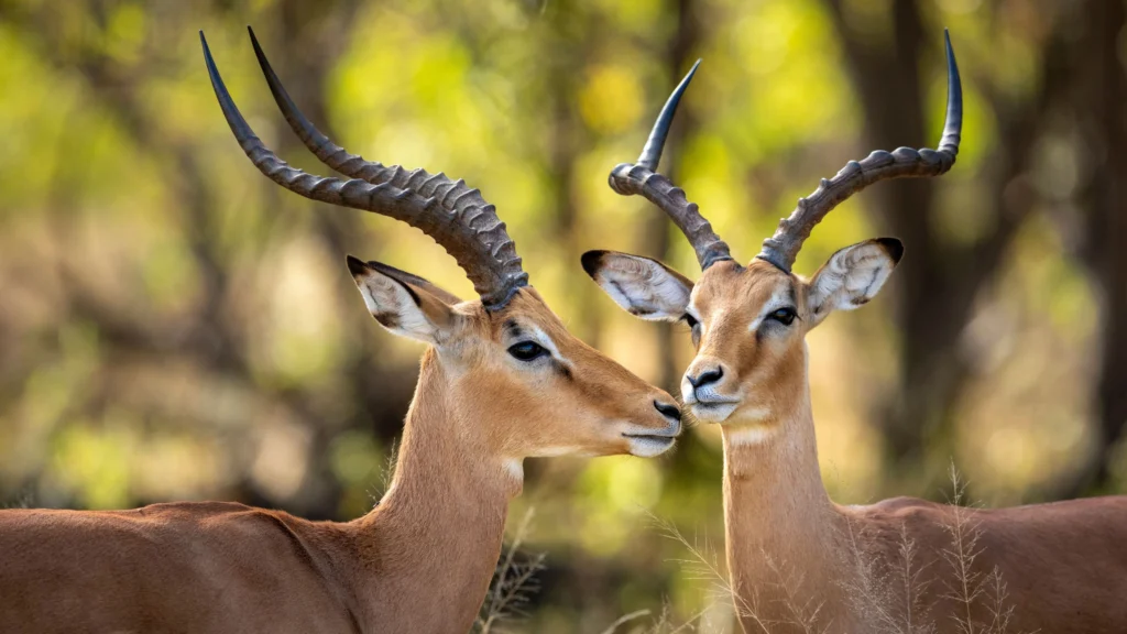 Two male impalas gently nuzzle in the golden light of the Khwai wilderness, their graceful horns arched against a soft, sun-dappled backdrop.