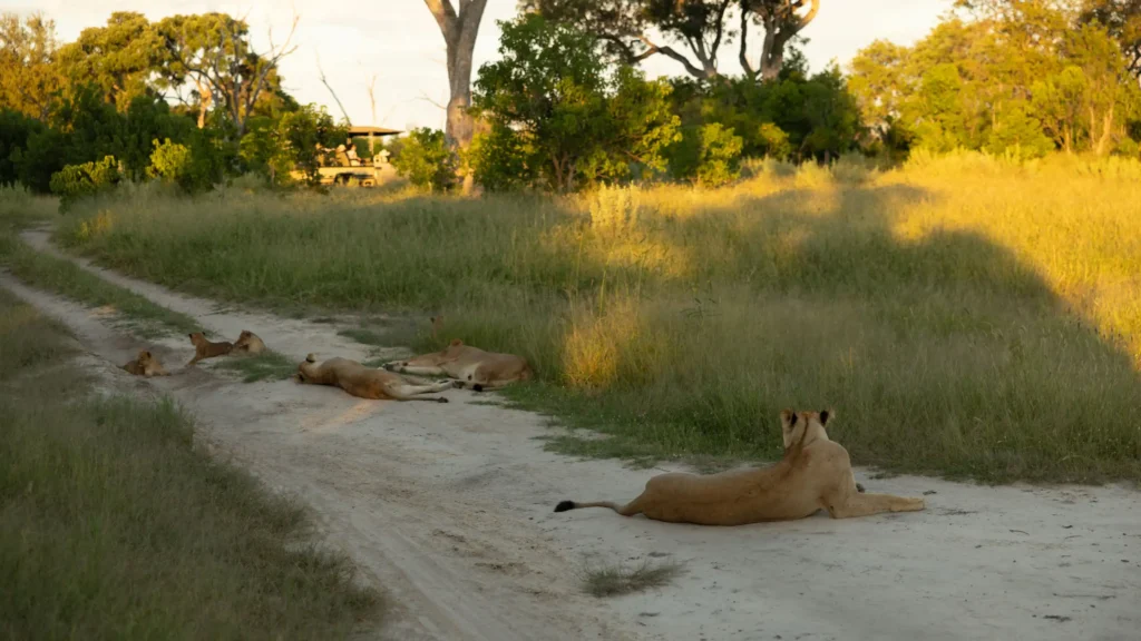 A pride of lions relaxes on a safari road in the Khwai region of the Okavango Delta, as a game drive vehicle approaches nearby on a scenic afternoon.