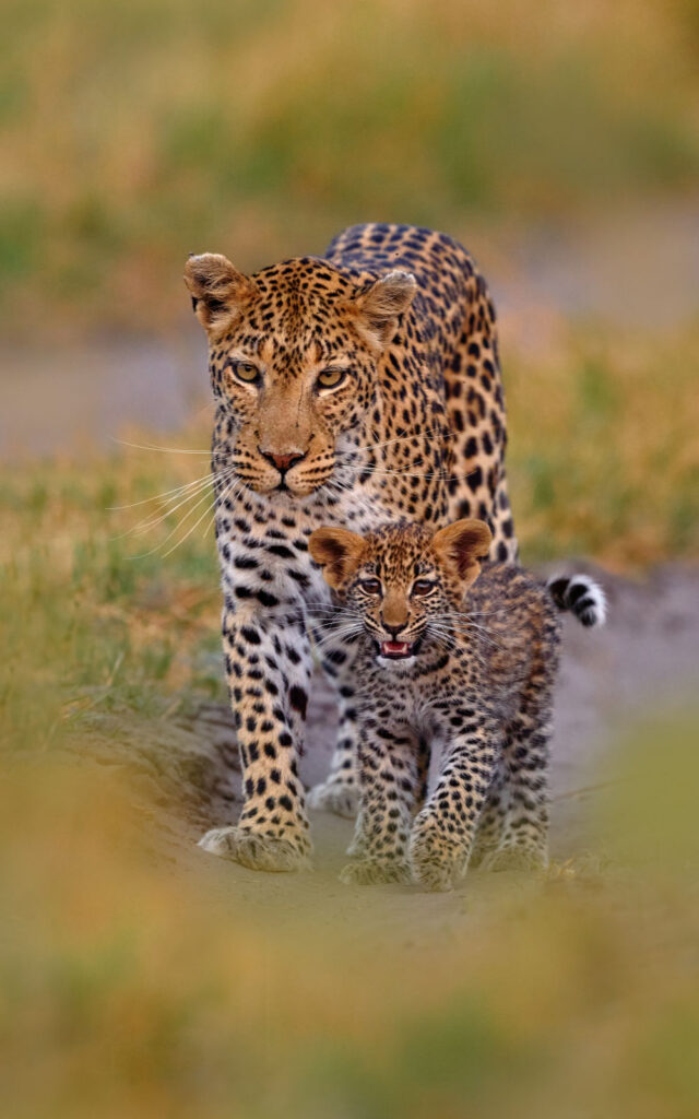 Leopard kitten baby, hidden nice orange grass. Leopard cub with mother walk. Big wild cat in the nature habitat, sunny day on the savannah, Khwai river.