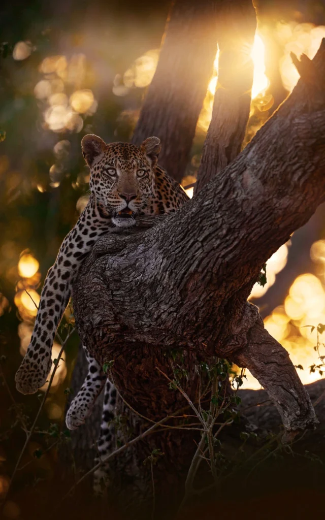 A leopard lounges on the branch of a tree at sunset in Khwai, its golden eyes glowing in the soft, dappled light of the forest.