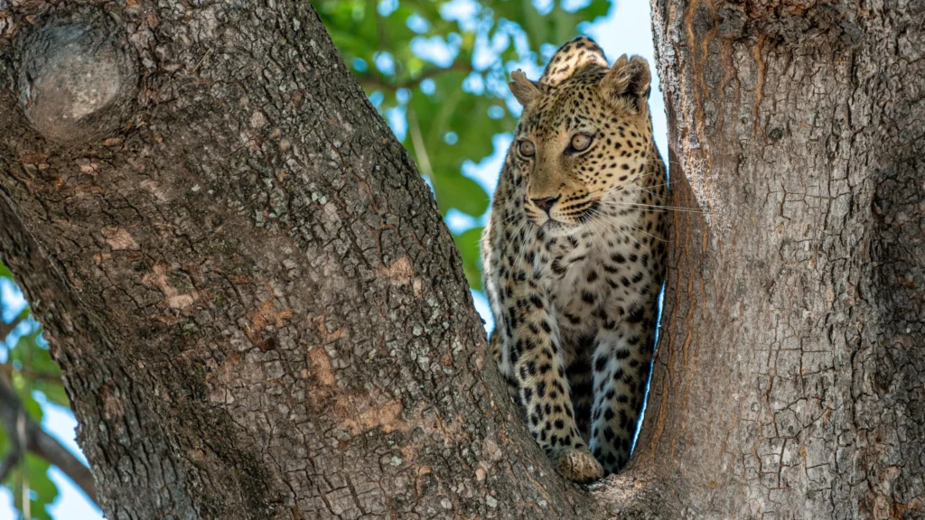 A young leopard perches in the branches of a tree, observing its surroundings in Moremi Game Reserve, Botswana.