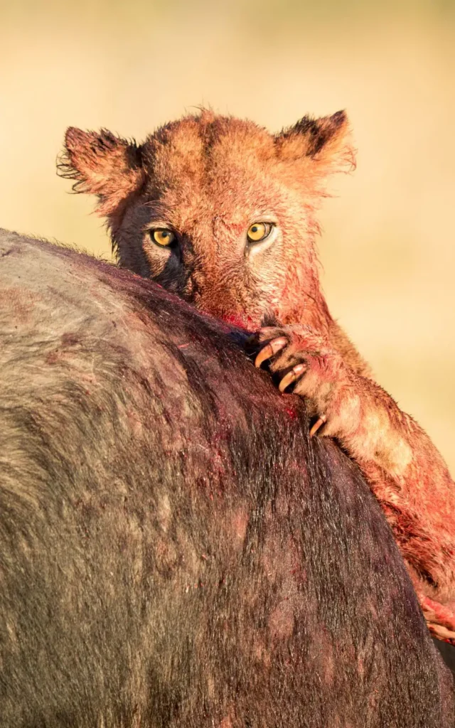 Young lion covered in blood feeding on a buffalo kill – intense eye contact and sharp claws during a hunt scene in Moremi Game Reserve, Botswana