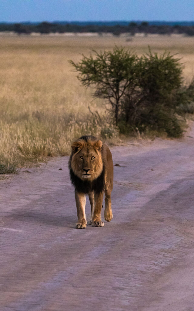 Male lion with a dark mane walking along a sandy track in the Central Kalahari, Botswana, during the golden hour.