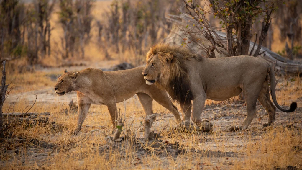 Male and female lions walking side by side through the golden savannah of Savuti, Botswana, in the warm evening light.