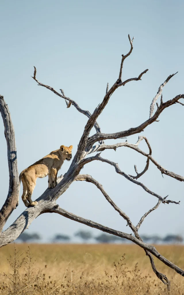 Lion cub perched gracefully on a bare tree in the open plains of Savuti, Botswana, scanning the savannah below.