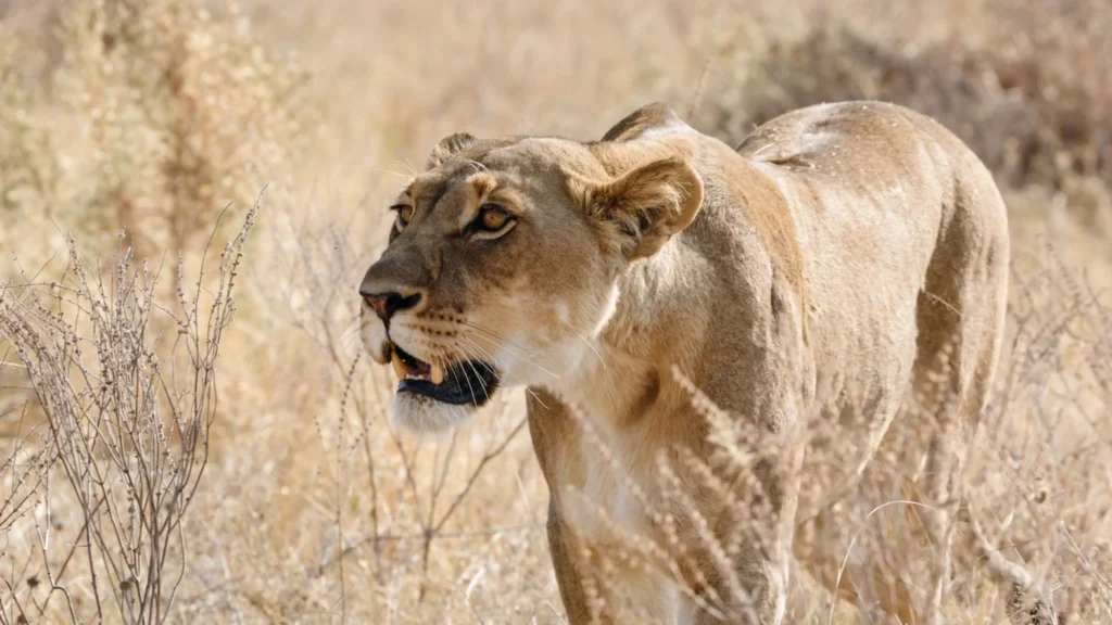 A close-up of a lioness stalking through the dry grass of Khwai, with intense focus in her eyes.