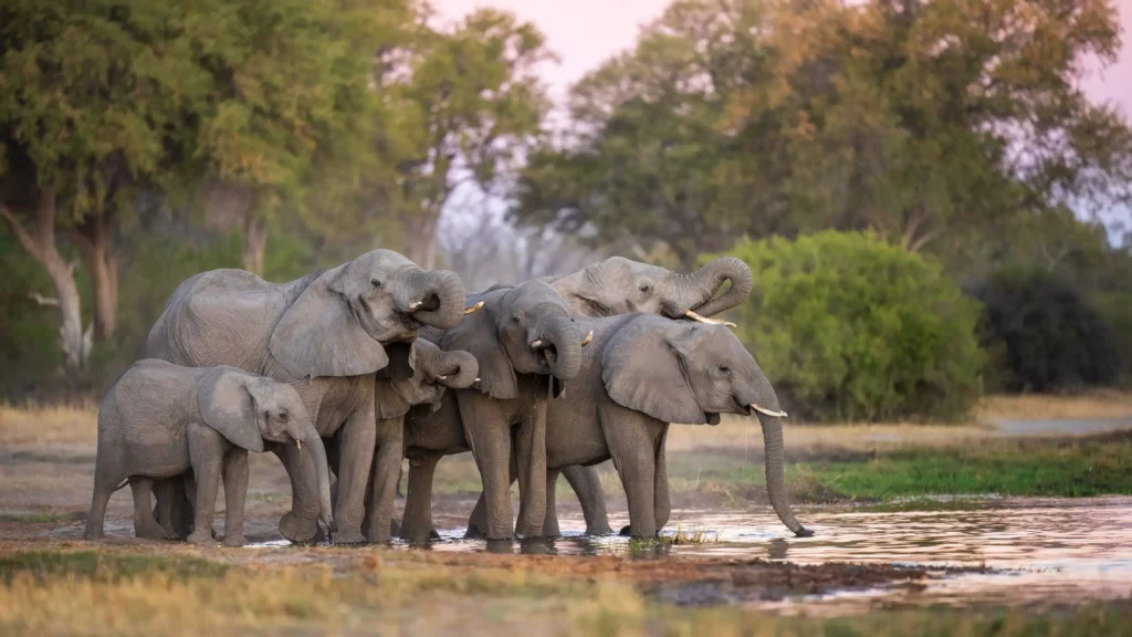 Herd of African elephants drinking at a waterhole in Moremi Game Reserve, Botswana, surrounded by lush vegetation during golden hour