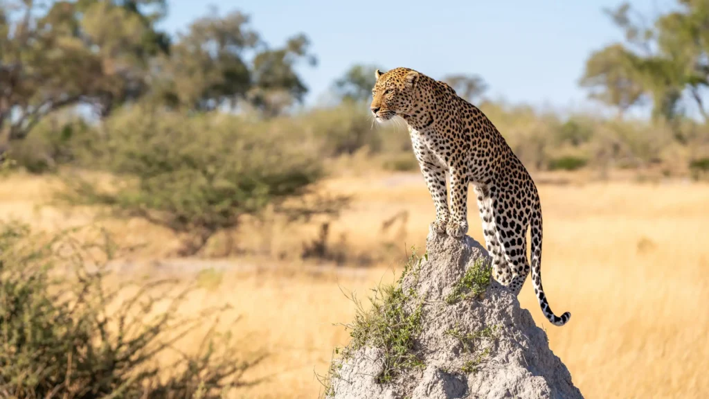 Leopard standing on a termite mound scanning the savanna in Moremi Game Reserve, Botswana â€“ classic predator pose under morning light