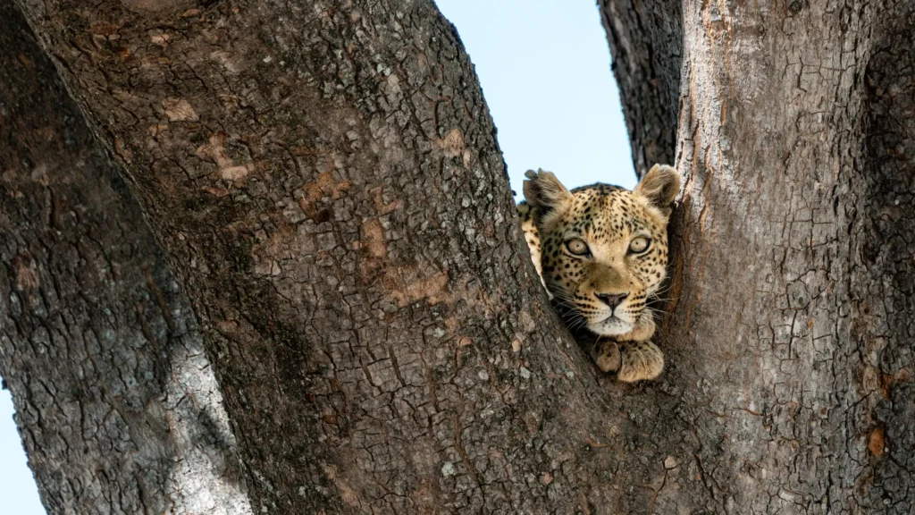 Leopard resting between the fork of a tree in Moremi Game Reserve, Botswana – intense gaze and perfect camouflage in natural habitat