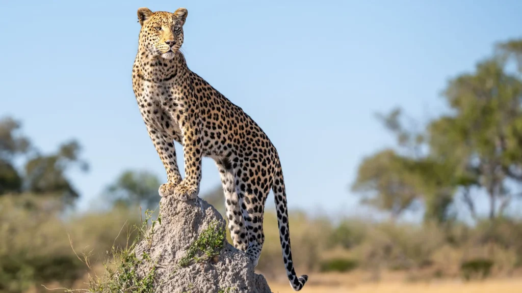 Leopard standing on a termite mound in Moremi Game Reserve, Botswana, scanning the savanna