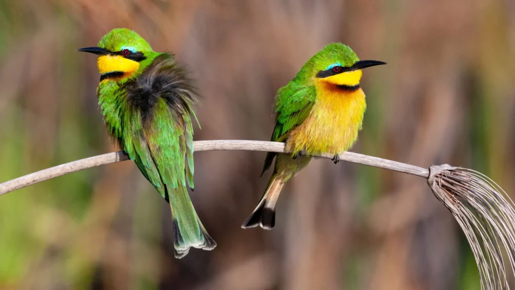 Close-up of two vibrant bee-eater birds perched on a branch in the Okavango Delta, showcasing their striking green and yellow plumage.