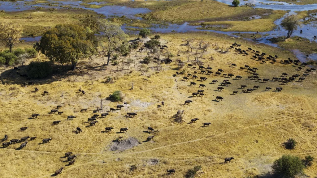 Aerial view of a herd of buffaloes grazing across the grassy plains of the Okavango Delta.