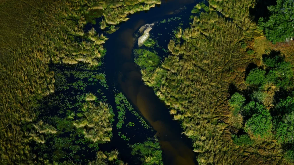 Aerial view of a water channel weaving through lush greenery in the Okavango Delta wetlands.