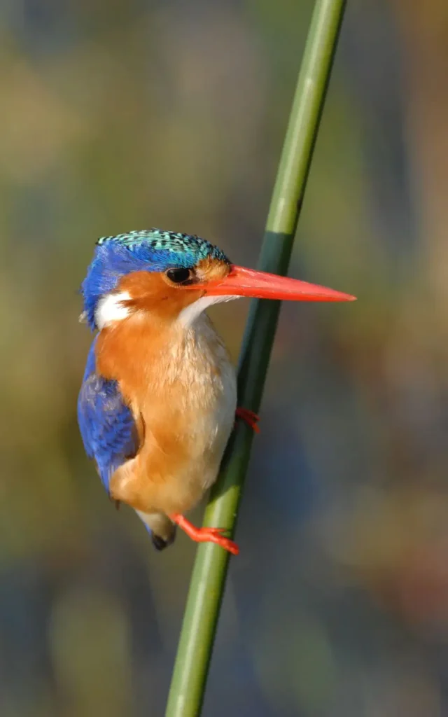 Malachite Kingfisher perched on a reed in the Okavango Delta, Botswana, showcasing its vibrant blue and orange plumage.