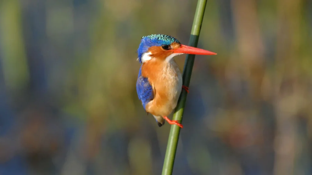 Malachite Kingfisher perched on a reed with vibrant blue and orange plumage, Okavango Delta, Botswana.