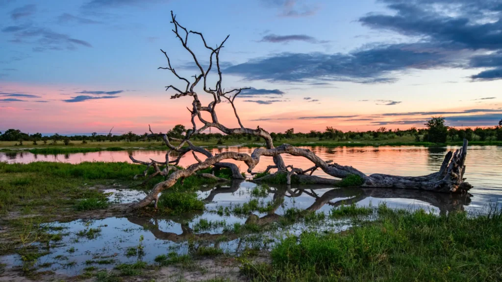 A dried tree leaning over the Okavango Delta waters during sunset, with its reflection mirrored in the calm water.