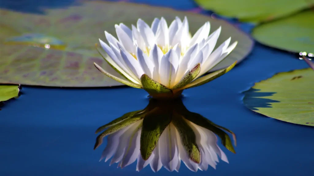 Close-up of a blooming water lily with its reflection in the serene waters of the Okavango Delta.