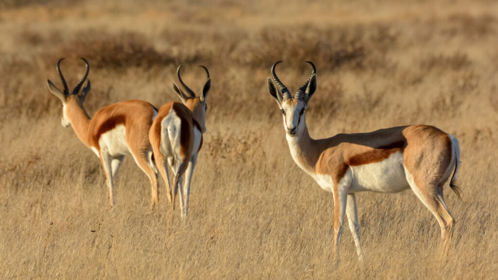 Springbok antelope herd grazing in the golden grasslands of the Central Kalahari, Botswana – a classic scene of Botswana’s desert wildlife.