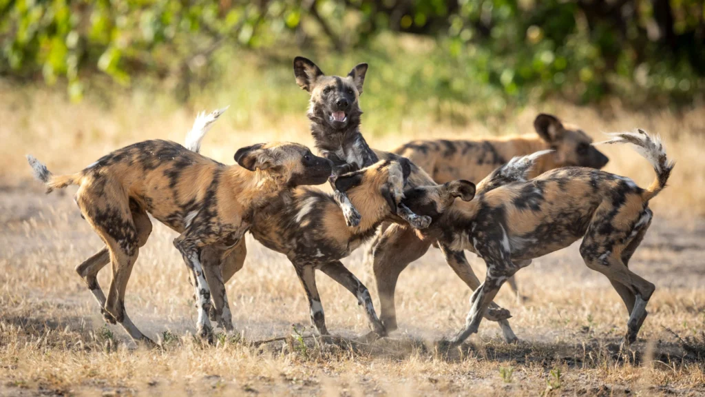 A lively pack of African wild dogs playfully interact in the dry grasslands of Khwai, their painted coats blending with the golden savanna.