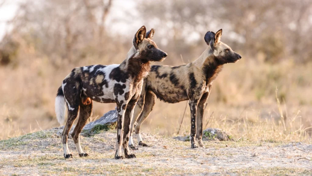 Two African wild dogs standing alert in the open plains of Khwai, Botswana – their mottled coats catching the soft light of early morning as they scan the horizon.