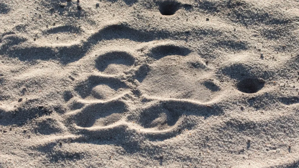 Fresh lion spoor in soft sand, captured in the wilds of Botswana – classic tracking sign on a guided walking safari.