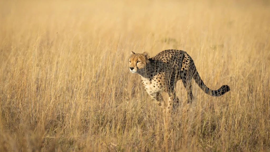 Cheetah stalking through golden grass in Savuti, Botswana – prime safari destination for big cat sightings.